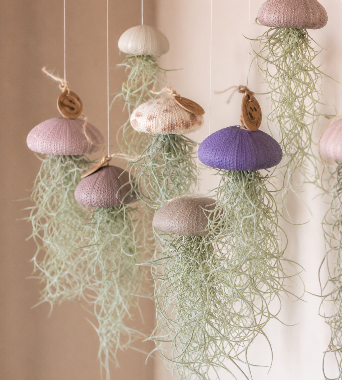 Luftpflanze Hänger Seeigel Lavendel Large