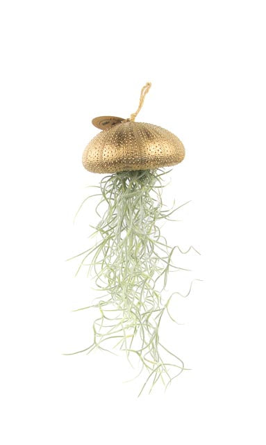 Luftpflanze Hänger Seeigel Gold Large