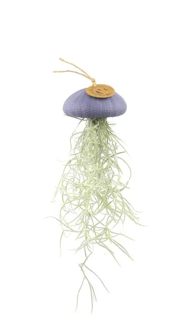 Luftpflanze Hänger Seeigel Lavendel Large