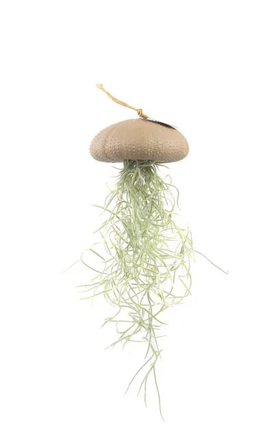 Luftpflanze Hänger Seeigel Taupe Large
