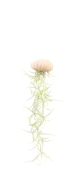 Luftpflanze Hänger Seeigel Rosa Mini